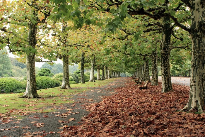 Autumn avenue with fallen leaves and trees