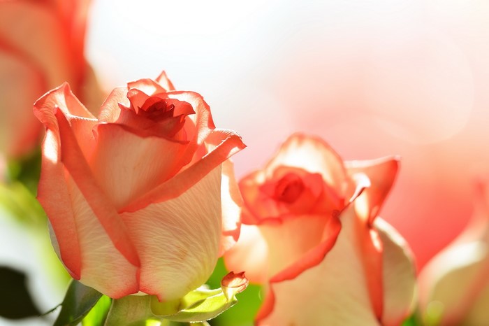 Close-up of Pink and White Roses
