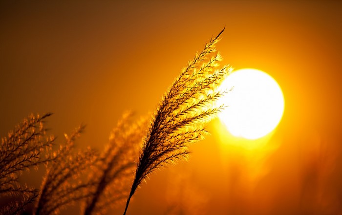 Close-up of a grass ear against the sun