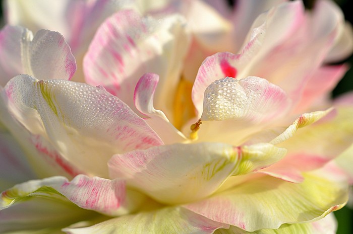 Close-up of a pink and white tulip with dew drops