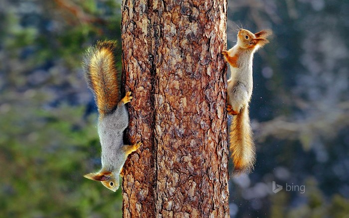 Two squirrels on a tree trunk