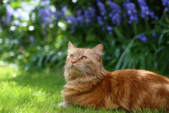 Ginger cat lying on grass with purple flowers