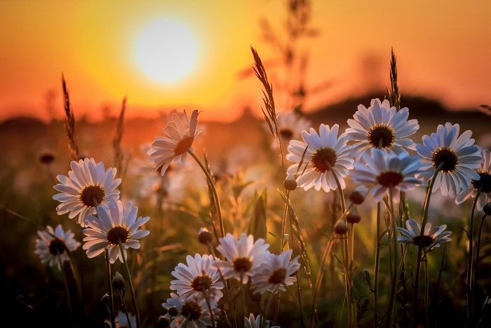 Daisies in the Sunset