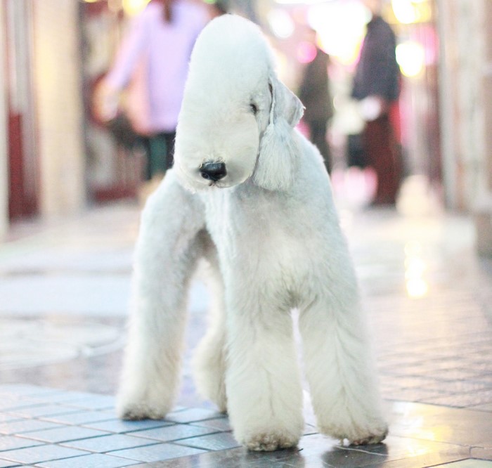 A white Bedlington Terrier dog standing