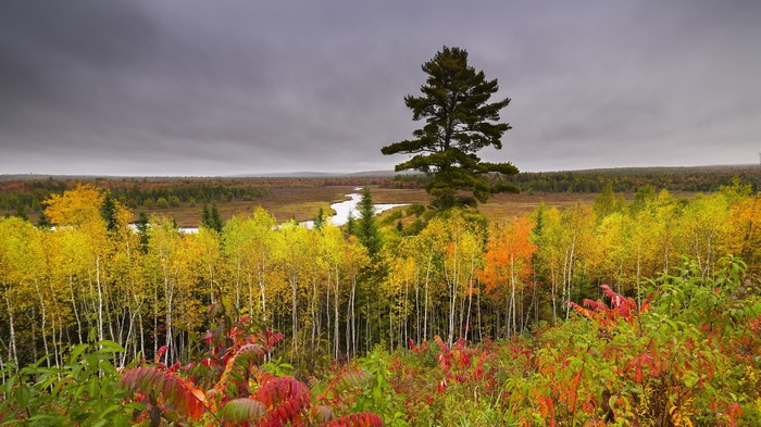 Autumn forest with river and pine tree