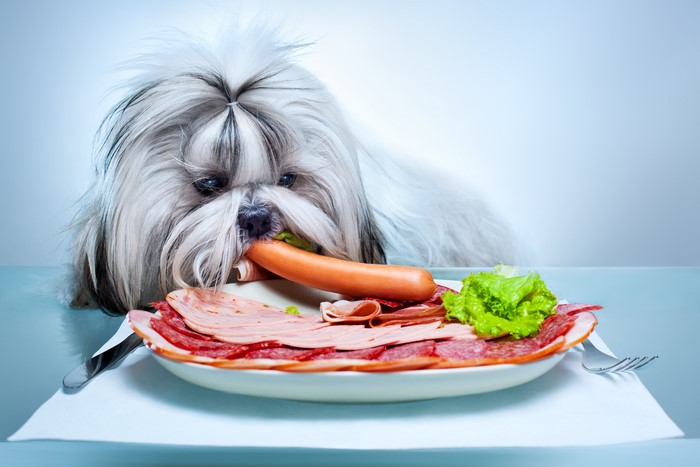 Shih Tzu dog eating a sausage from a plate of meat