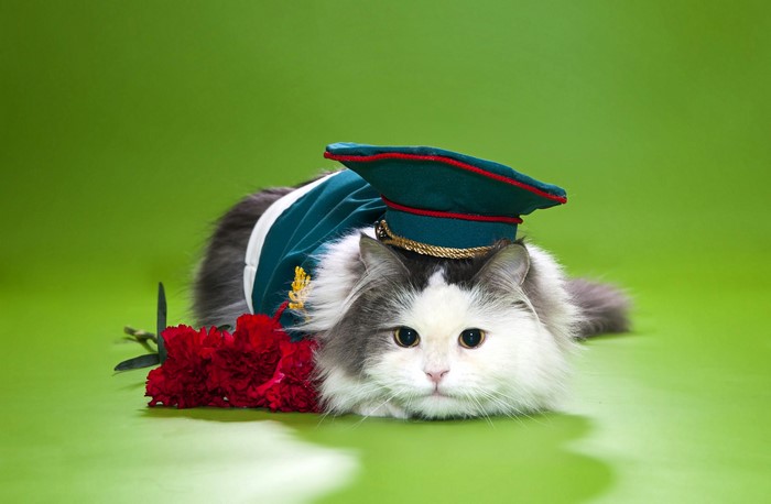 Cat in a military uniform with carnations