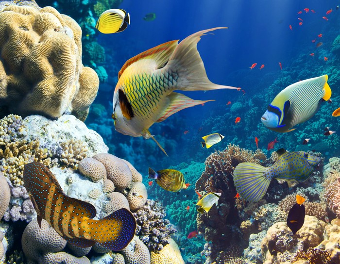 Underwater world with corals and various fish species