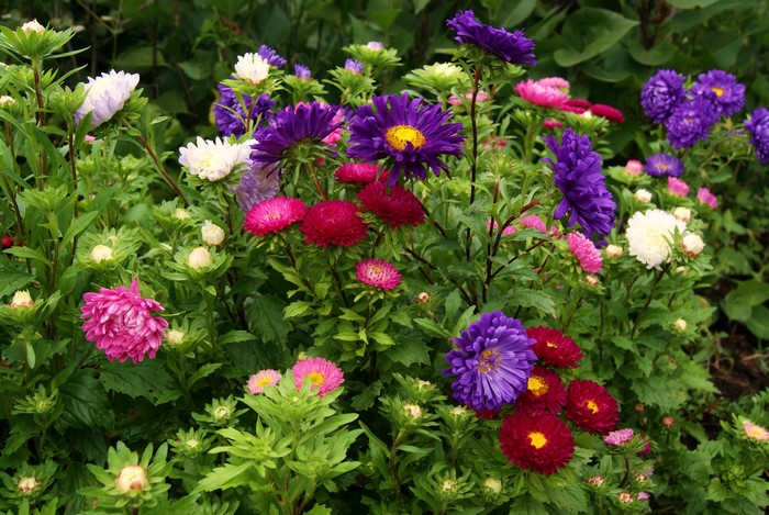 Asters in bloom