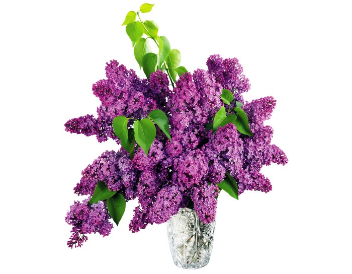 Purple Lilac Branches in a Crystal Vase
