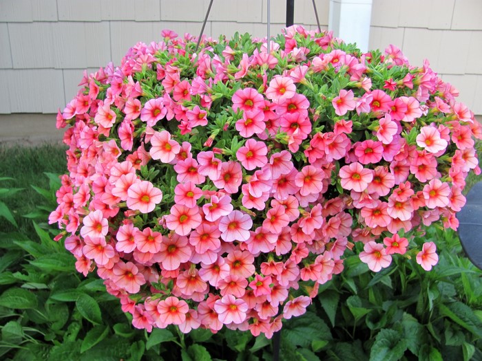 Hanging basket of pink petunias