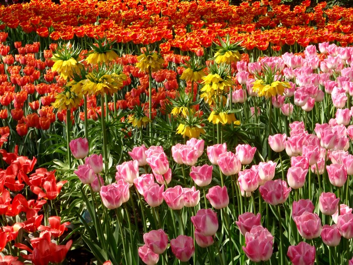 Field of Tulips and Fritillaria imperialis in Keukenhof, Netherlands