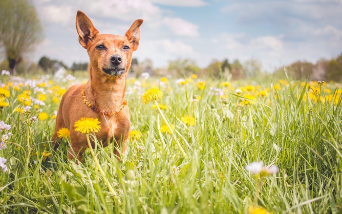 Brown Pinscher dog in a field of dandelions