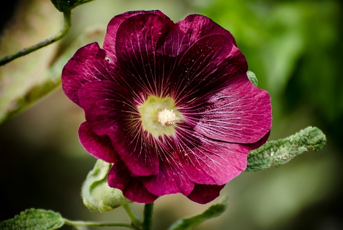 Closeup of a deep red Malva flower
