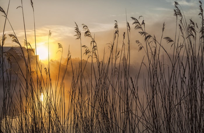 Reeds in Foggy Sunrise Over Water