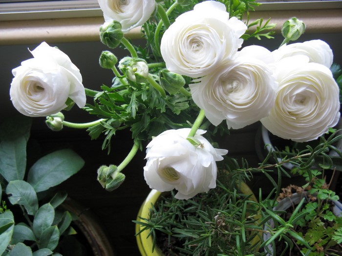 White Ranunculus flowers in bloom