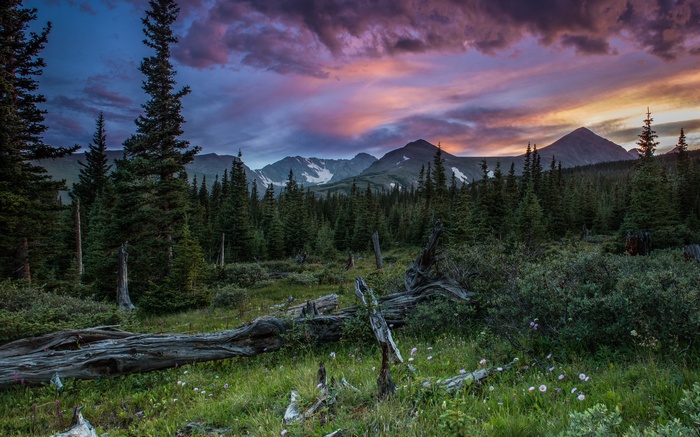 Mountain landscape with pine forest and sunset sky