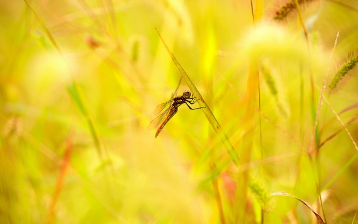 Dragonfly on a blade of grass