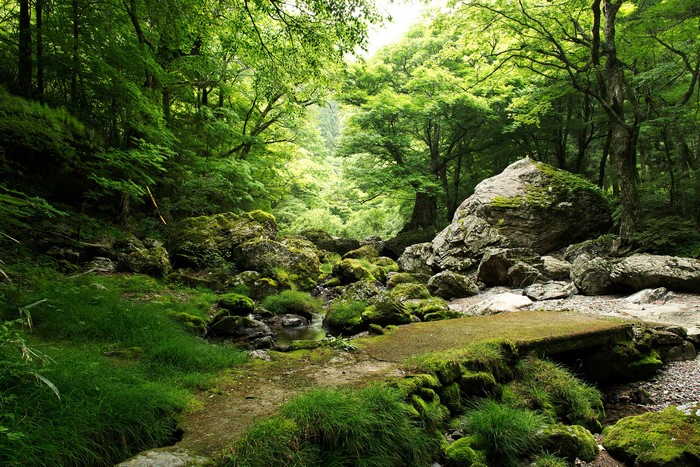 Mossy rocks and trees in a forest stream