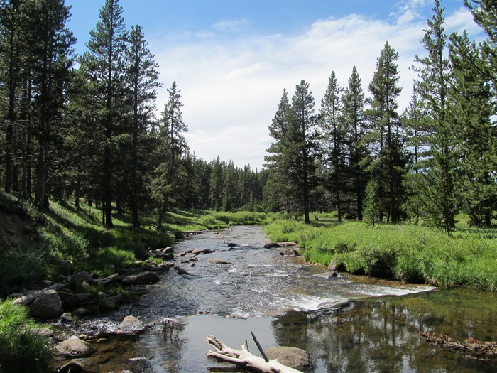 River flowing through a pine forest in Big Horn Mountains