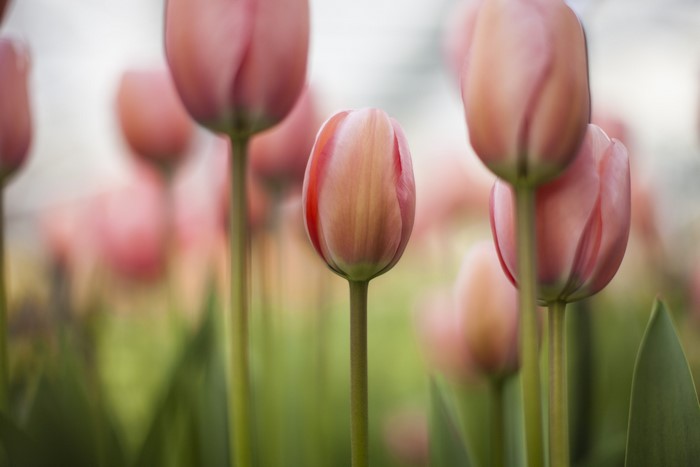 Close-up of pink tulips in a field