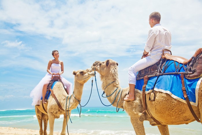 Bride and Groom Riding Camels on Beach