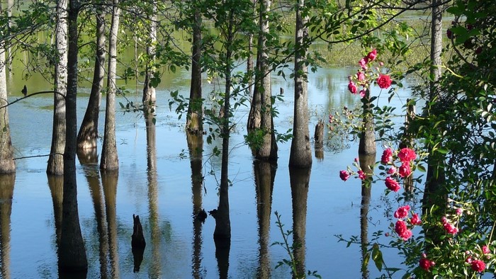 Trees reflected in water with red roses