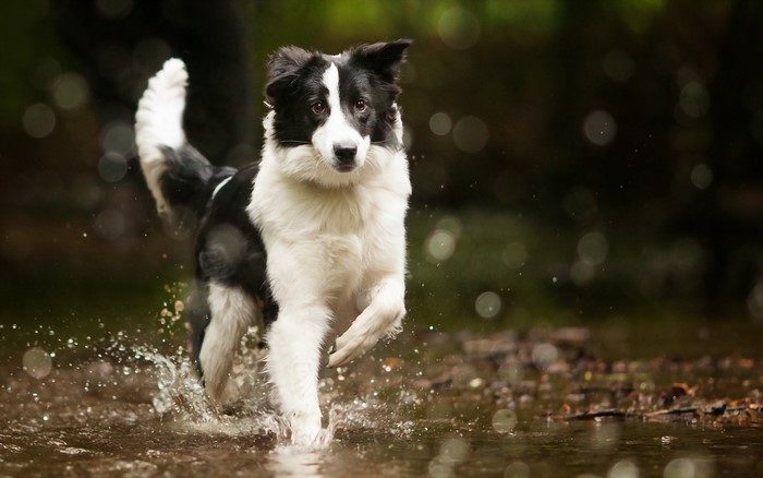 Border Collie running through water