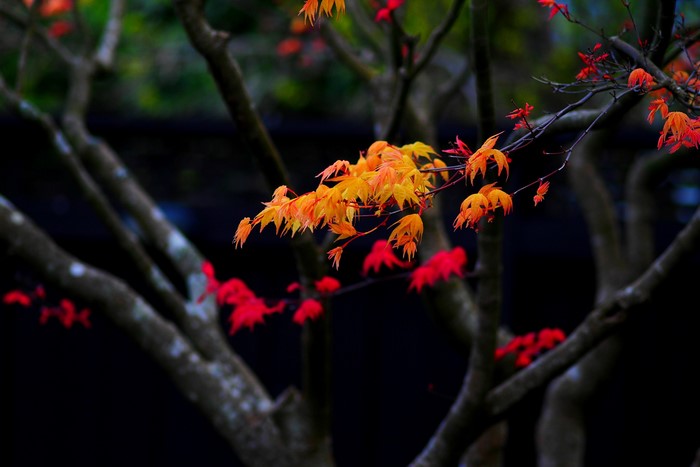 Autumn Maple Leaves on Branches