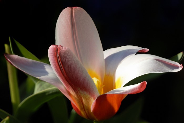 Close-up of a pink and white tulip flower