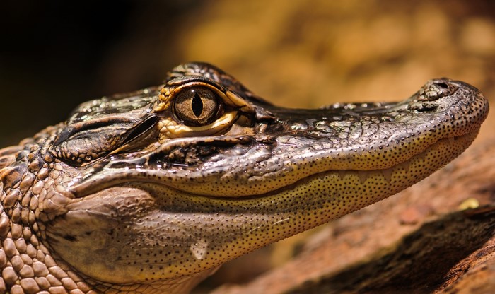 Close-up of an alligator's head and eye