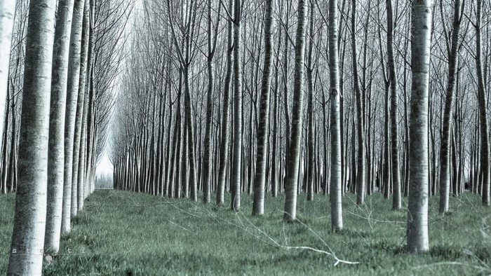 A dense forest of tall, bare trees with green grass.