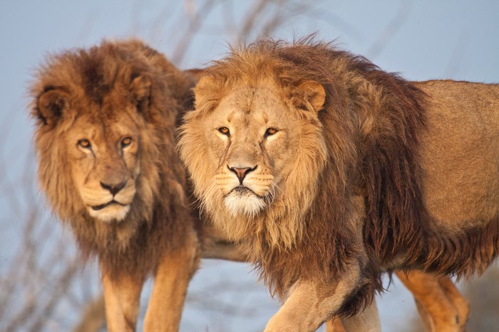 Two Lions