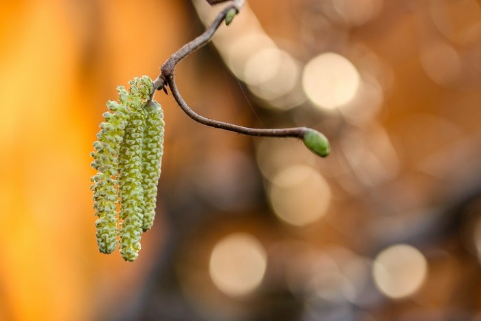 Hazelnut catkins on a branch