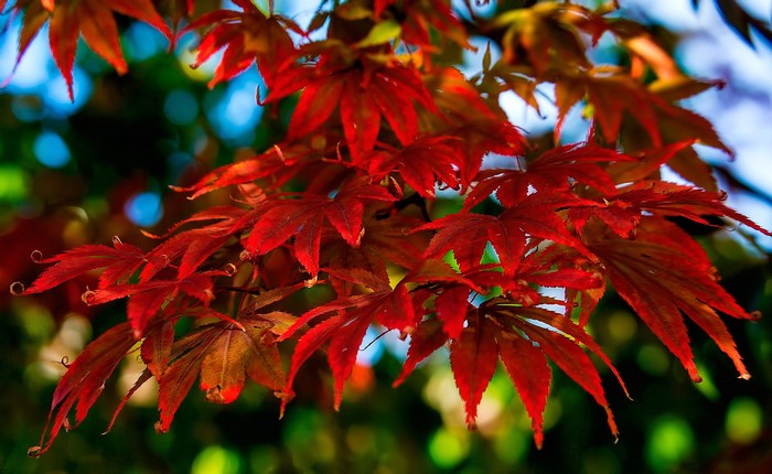 Red Maple Leaves in Autumn