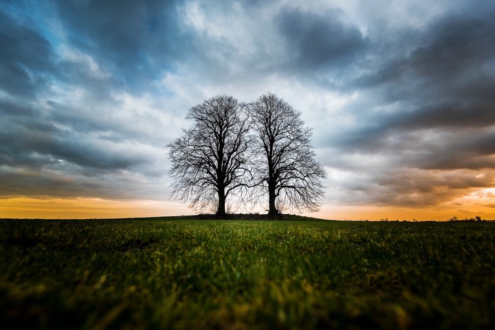 Two bare trees on a grassy hill under a cloudy sky