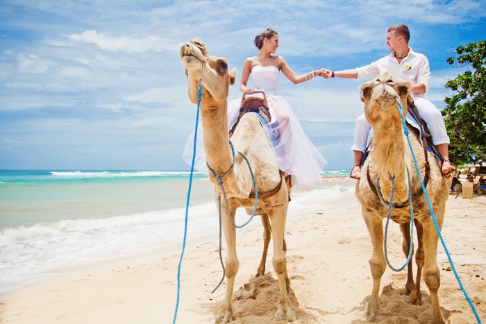 Bride and Groom riding camels on a beach