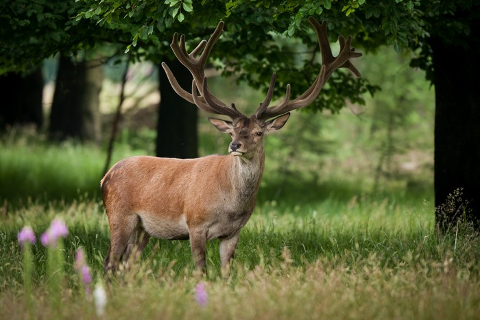 Deer with large antlers in a forest
