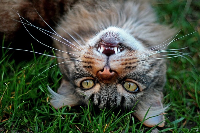 Cat upside down in grass showing teeth