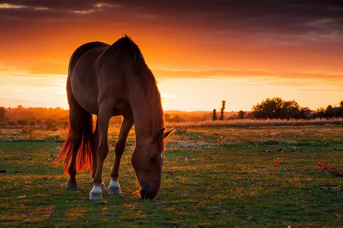 Horse grazing in a field at sunset