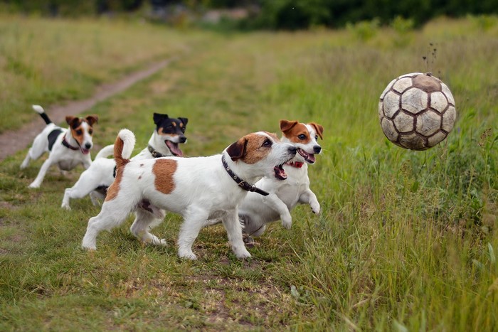 Four Jack Russell terriers playing with a soccer ball in a field