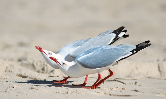 Two seagulls on a sandy beach