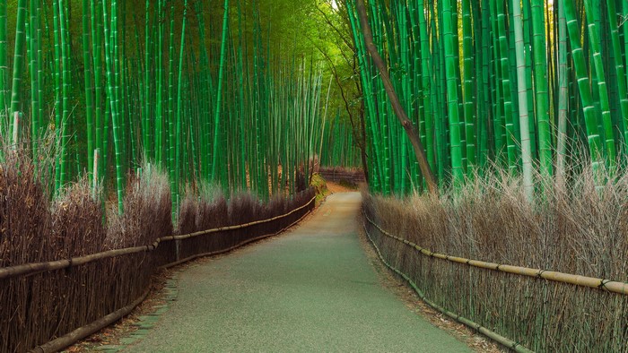 Bamboo Avenue Path
