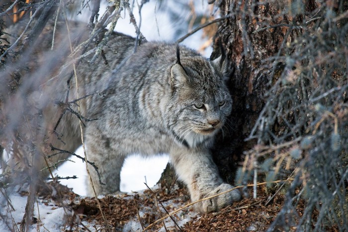 Canada Lynx walking in a snowy forest