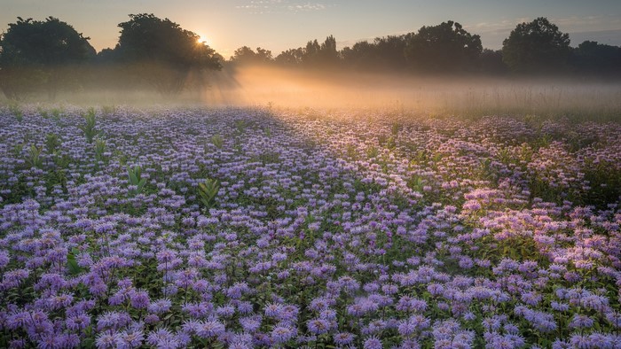 Field of purple flowers at sunrise with fog