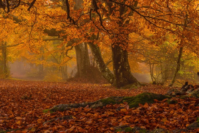 Autumn forest with fallen leaves and trees