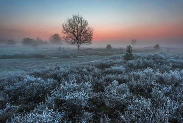 Winter sunrise over a foggy heath with frosted bushes