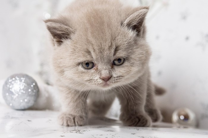 Adorable Grey Kitten with Soft Fur