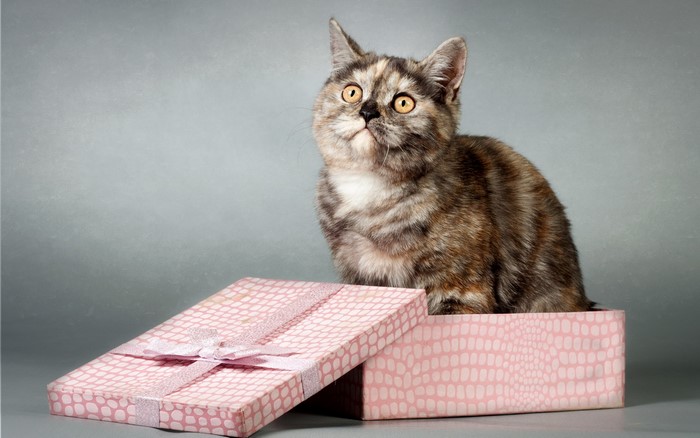 Tortoiseshell cat in a gift box