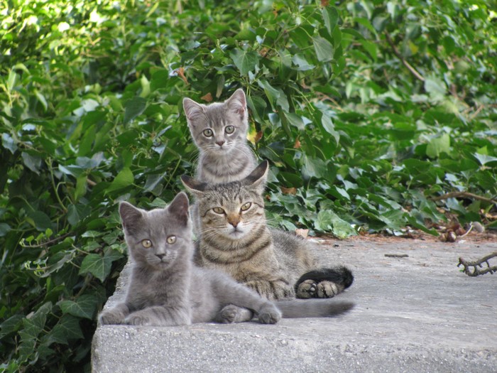 Three cats and kittens on concrete steps
